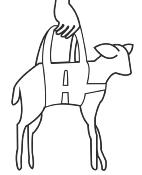 Harnais de pesée pour agneaux